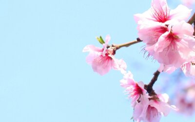 Wat is rouw en verlies coaching?